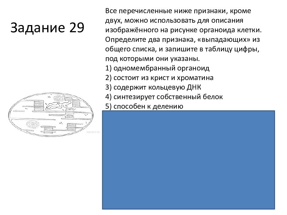 Все приведенные ниже признаки кроме двух используются для описания изображенной на рисунке клетки