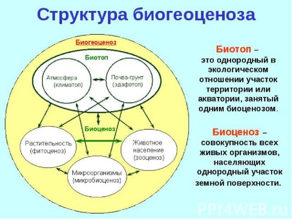 Биогеоценоз это. Биогеоценоз биотоп биоценоз. Биоценоз и биотоп схема. Биоценоз биотоп иерархия. Структурные компоненты экосистемы биотоп.