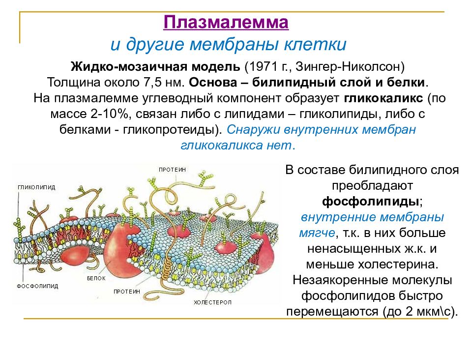 Плазмалемма. Плазмолемма гликокаликс. Гликокаликс плазмалемма. Строение плазмалеммы. Плазматическая мембрана клеточная мембрана плазмалемма.