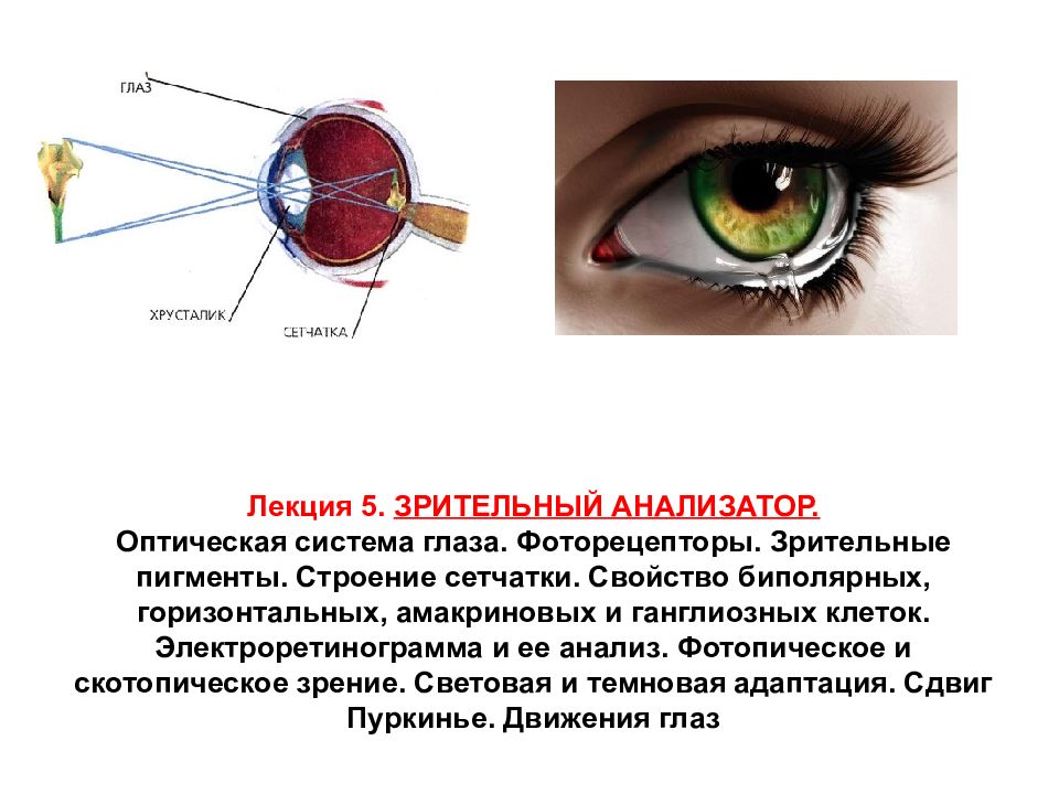 Зрительный анализатор глаз. Фоторецепторы и зрительные пигменты. Фоторецепторы зрительного анализатора. Зрительный анализатор оптическая система глаза. Зрительные пигменты сетчатки глаза.