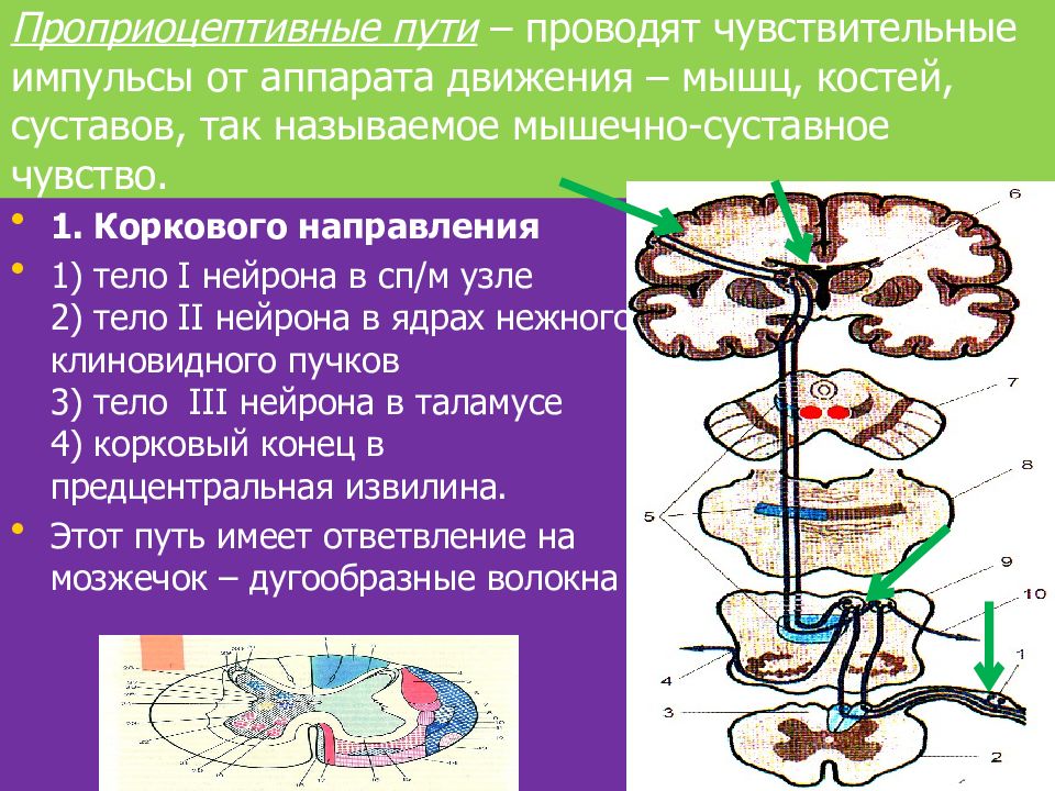 Отметить путь. Путь проприоцептивной чувствительности коркового направления. Проприорецептивный анализатор Центральный отдел. Проводящие пути проприоцептивной чувствительности схема. Проводящие пути коркового направления.