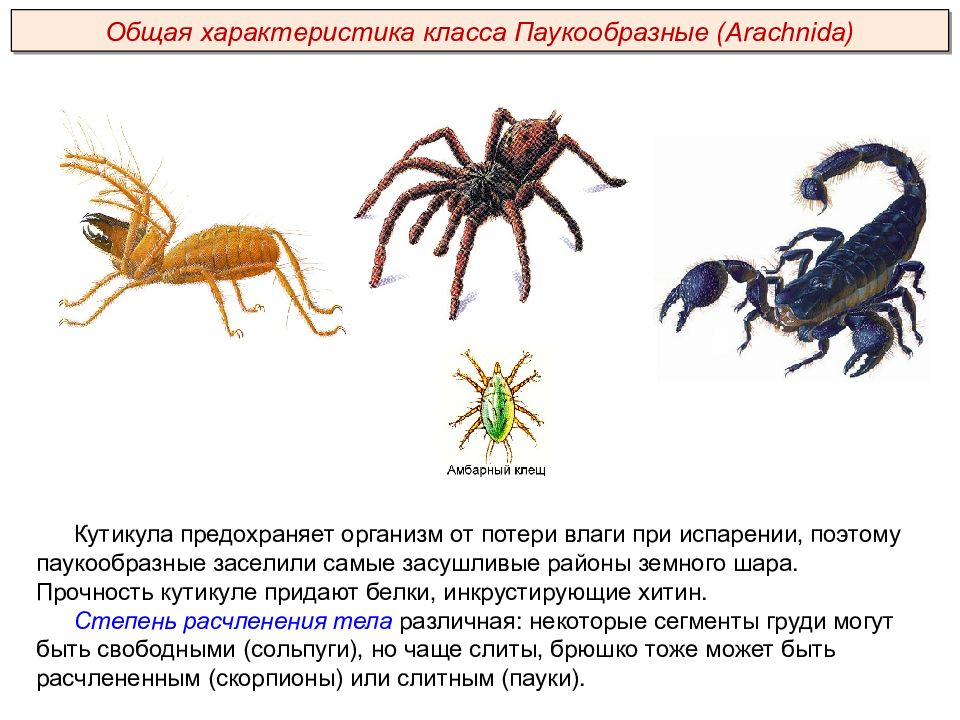 Скорпионы представители класса паукообразных. Тип Членистоногие класс паукообразные. Общая характеристика паукообразных. Класс паукообразные общая характеристика. Приведи примеры паукообразных