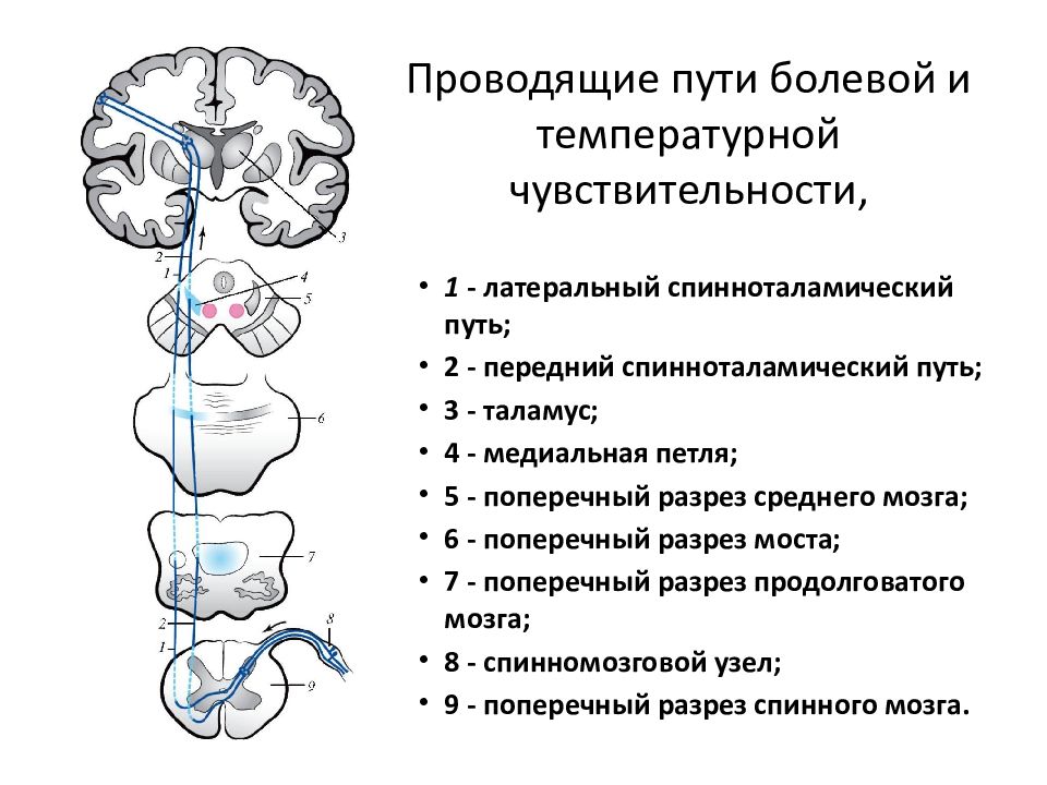 Пути цнс схемы