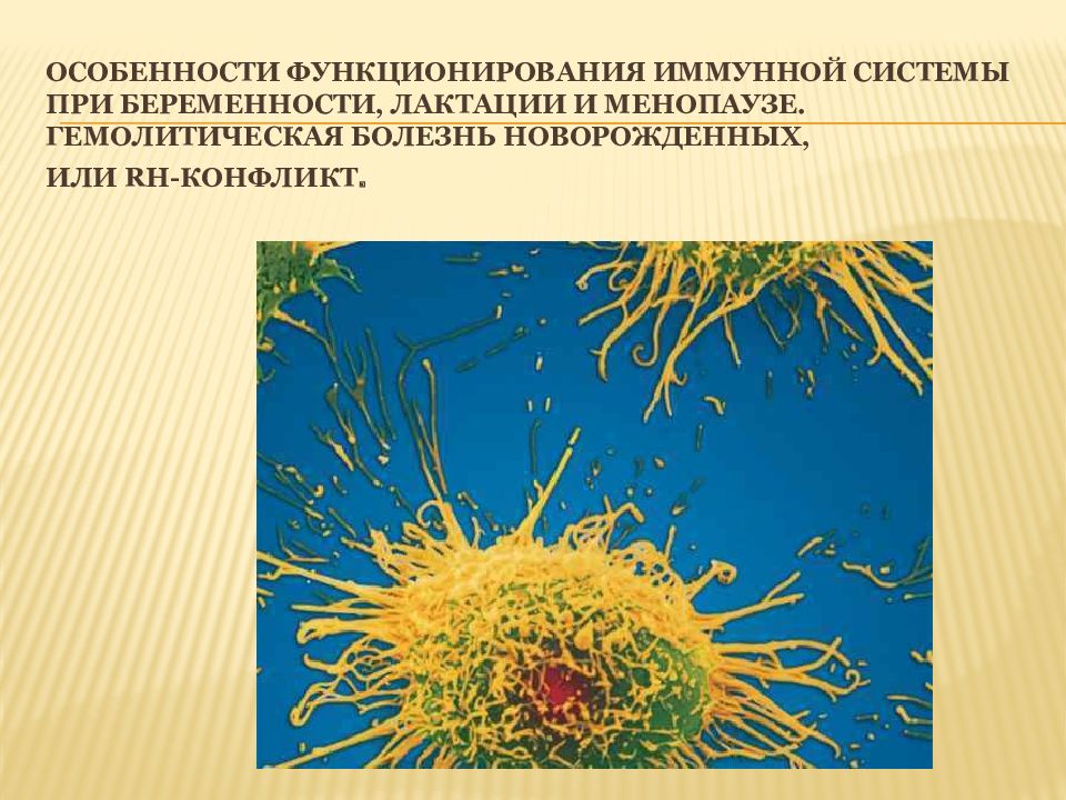 Особенности функционирования иммунной системы при беременности, лактации и менопаузе. Гемолитическая болезнь новорожденных, или Rh -конфликт.