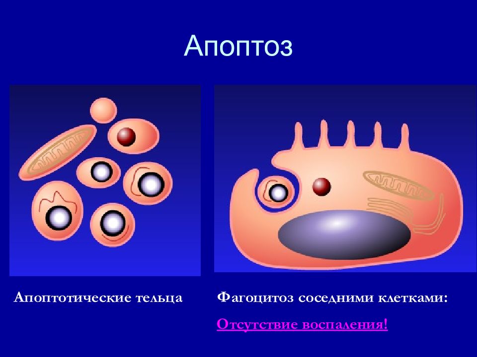 Тельце каунсильмена. Фагоцитоз апоптотических Телец. Фагоцитоз апоптоз. Апоптозные тельца фагоцитоз. Апоптотическое тельце.