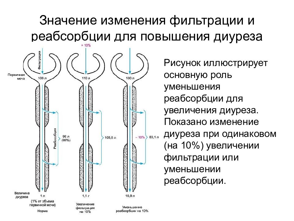 Означенных изменений. Процессы фильтрации и реабсорбции экскреции мочи. Фильтрация и реабсорбция. Схема фильтрации и реабсорбции. Этапы образования мочи таблица фильтрация реабсорбция секреция.