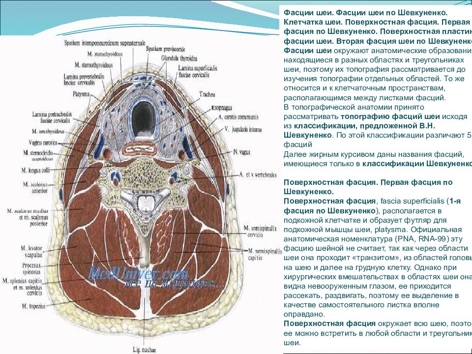 Оперативный топографический анатомия. Топографическая анатомия и Оперативная хирургия органов шеи. Топография органов шеи по Шевкуненко. Послойная топография шеи. Фасции шеи анатомия таблица.