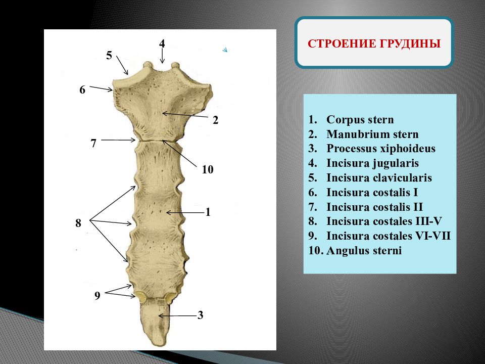 Части грудины. Грудина рукоятка тело и мечевидный отросток. Строение рукоятки грудины. Кость грудины. Грудина кость строение.