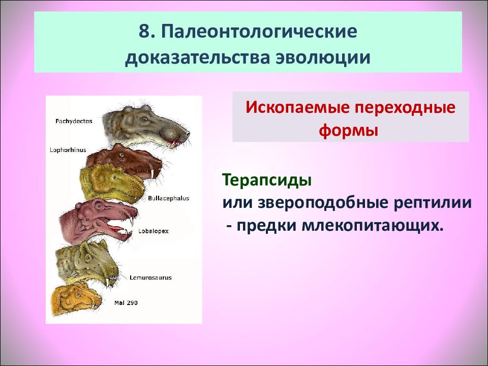 Значение палеонтологии. Палеонтологические док ва эволюции. Доказательства эволюции палеонтологические доказательства. Палеонтологические доказательства эволюции переходные формы. Палеонтологические доказательства эволюции ископаемые формы.