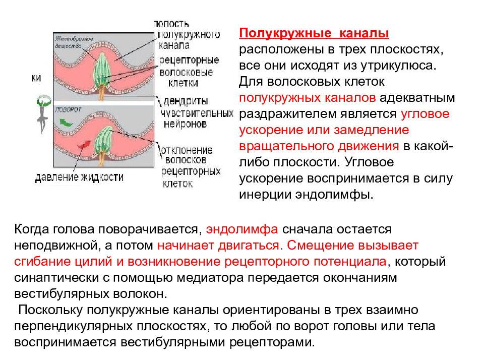 Канал является. Клетки полукружных каналов. Волосковые клетки полукружных каналов. Строение волосковых клеток полукружных каналов. Раздражитель вестибулярного анализатора.