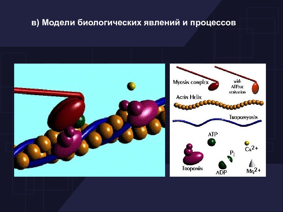 Биологические процессы. Кинетика биологических процессов биофизика. Моделирование в процессе биологии. Процессы в биологии. Моделирование в биофизике.