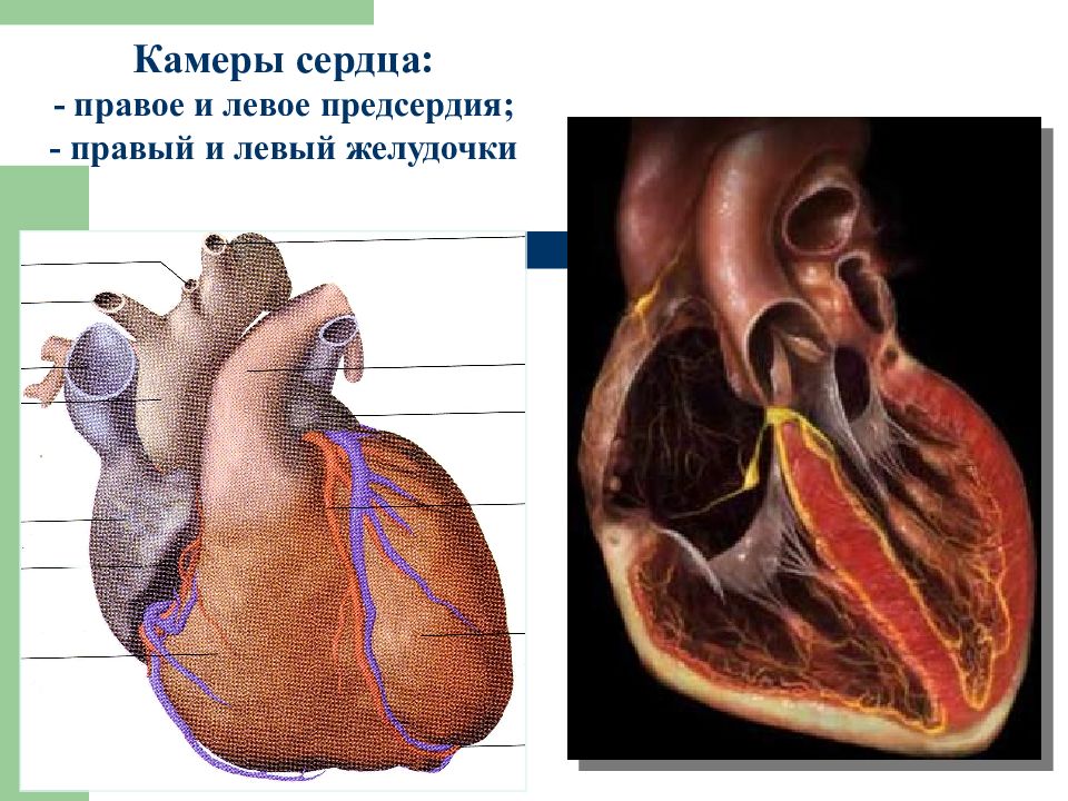 В правый желудочек сердца человека поступает. Желудочки сердца анатомия. Камеры сердца. Строение камер сердца. Камеры сердца анатомия.