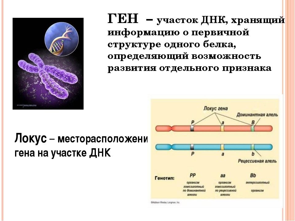 Современное представление о гене схема