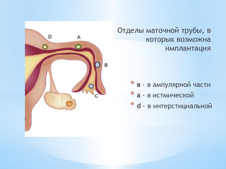 Маточные трубы рисунок анатомия