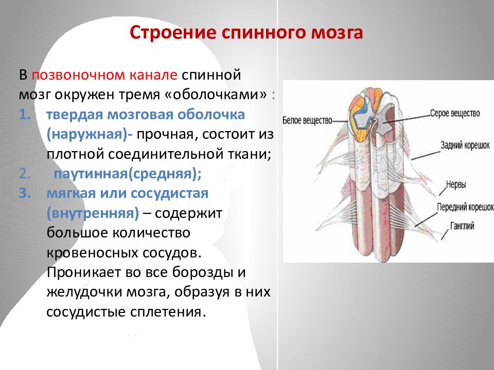 Центр анатомия