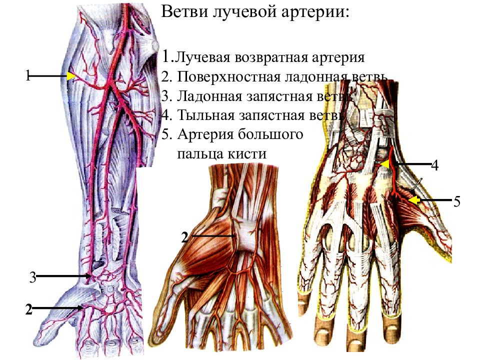 Схема кровообращения кисти