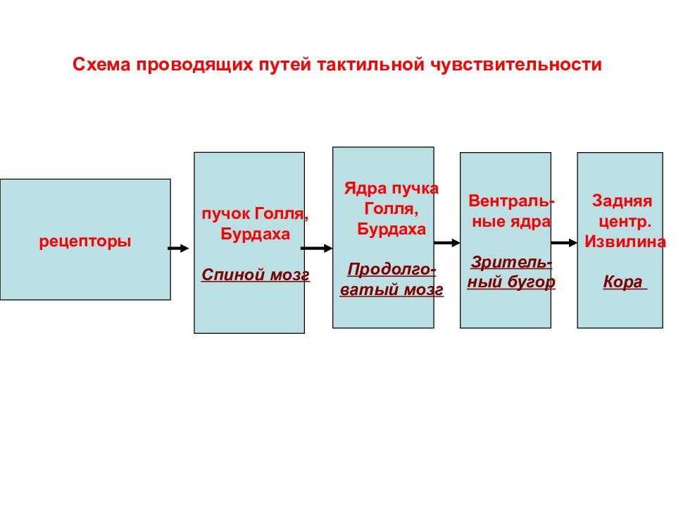 Схема тактильной чувствительности