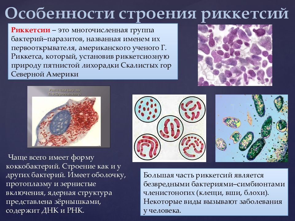Токсины риккетсий. Строение риккетсий микробиология. Риккетсия Провачека морфология. Риккетсия Провачека строение. Риккетсии препарат микробиология.