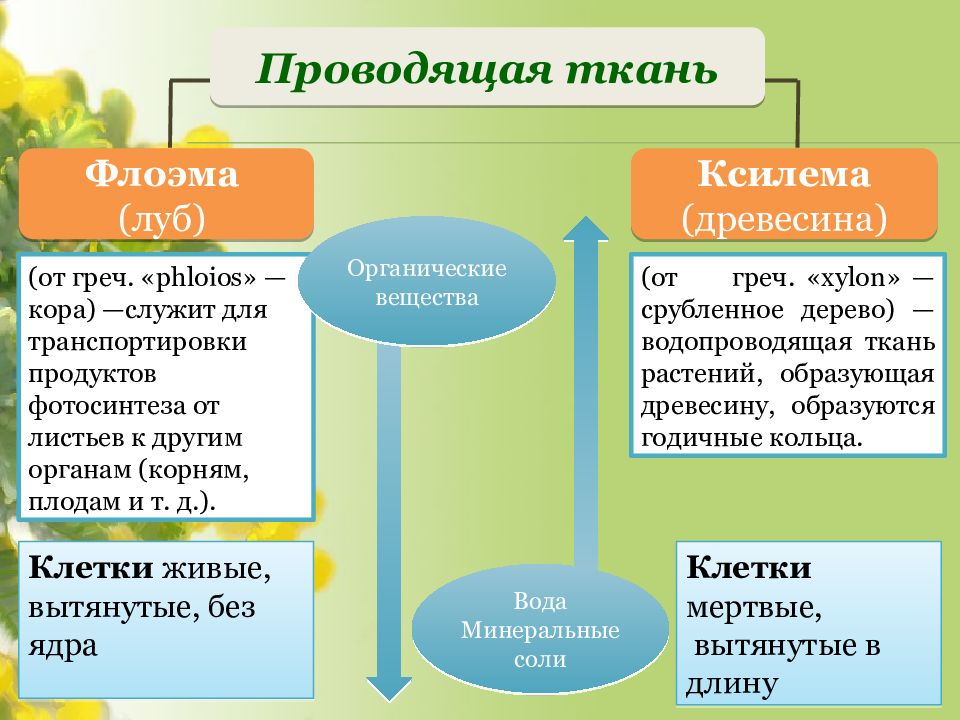 Ткани и органы растений егэ презентация