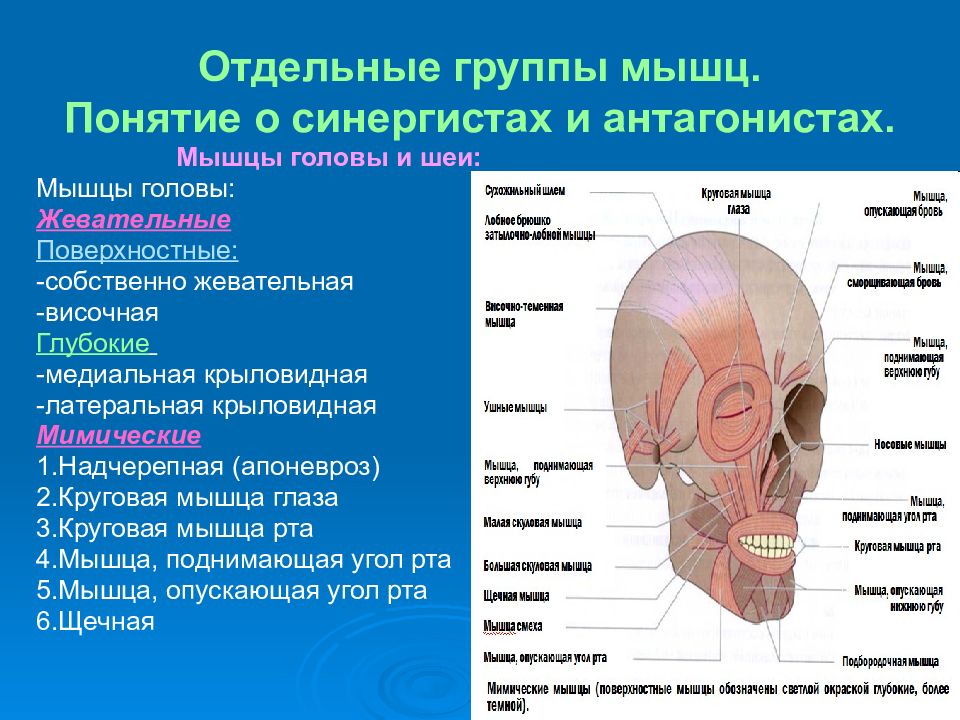 Группа мышц антагонистов. Мышцы головы. Мышцы головы анатомия. Мышцы головы мимические и жевательные. Жевательные мышцы головы височная.