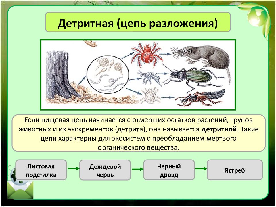 На рисунке показана пищевая цепь которая является детритной пастбищной автотрофной паразитарной