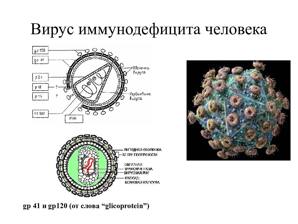 Вич представлен. Структура генома ВИЧ. Вирус иммунодефицита. Вирус иммунодефицита человека строение. Геном вируса ВИЧ.
