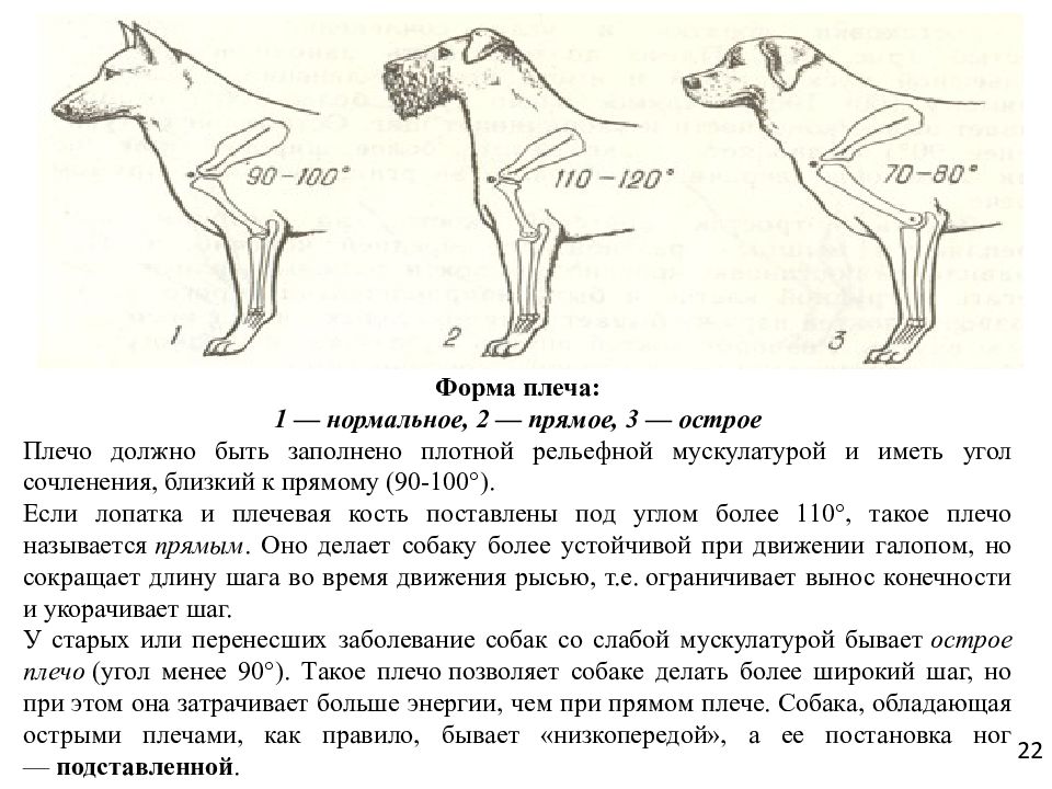 Схема описания собаки по экстерьеру