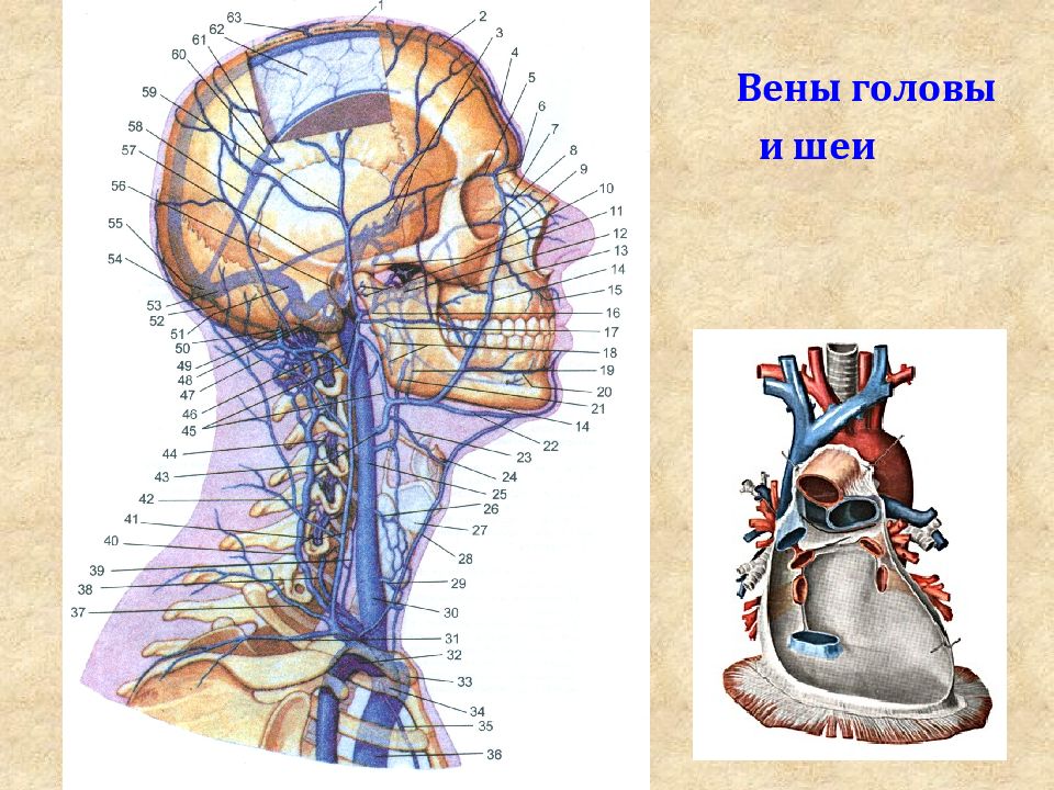 Презентация органы головы и шеи