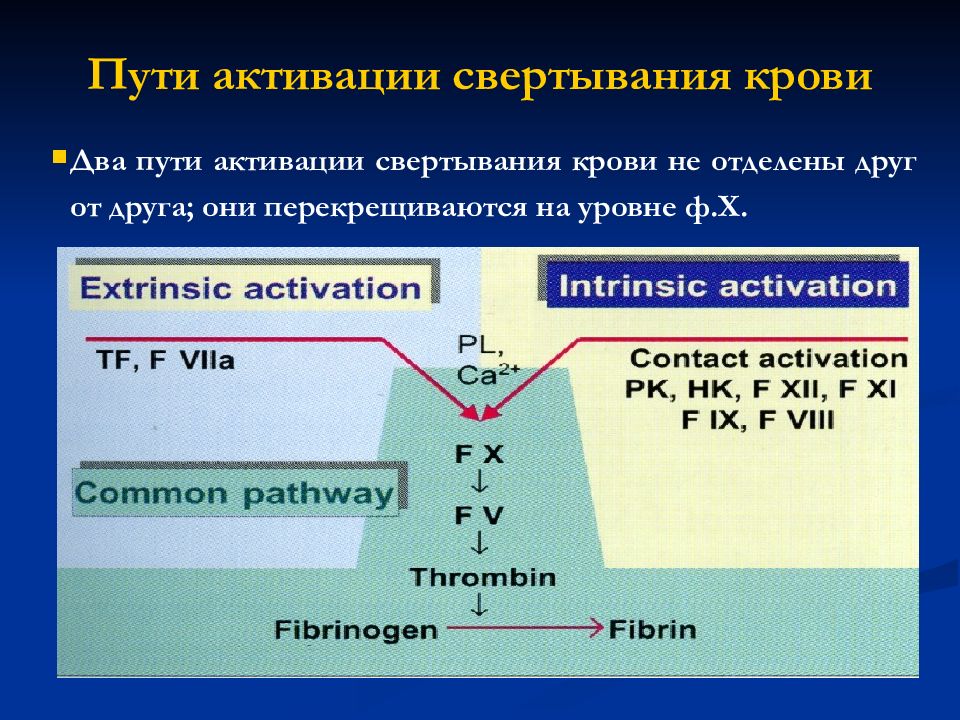 Путь активации. Пути активации свертывания крови. Пути активации свертывания. Внешний путь свертывания крови. Пути активации системы гемостаза.