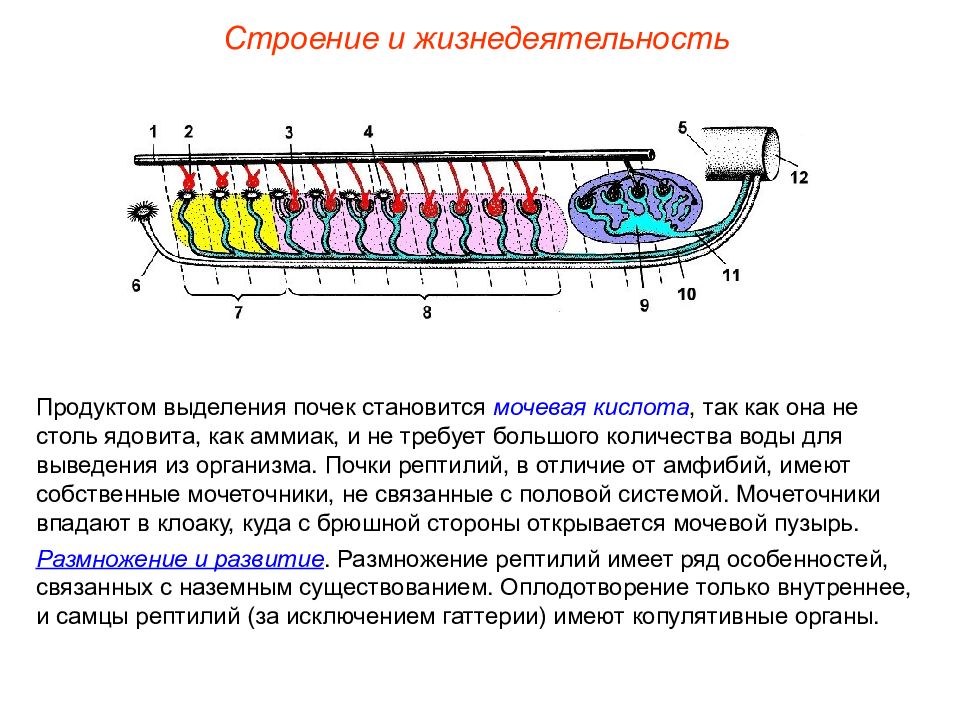 Выделение у пресмыкающихся. Система выделения пресмыкающихся. Строение выделительной системы пресмыкающихся. Выделение у рептилий. Выделительная система рептилий.