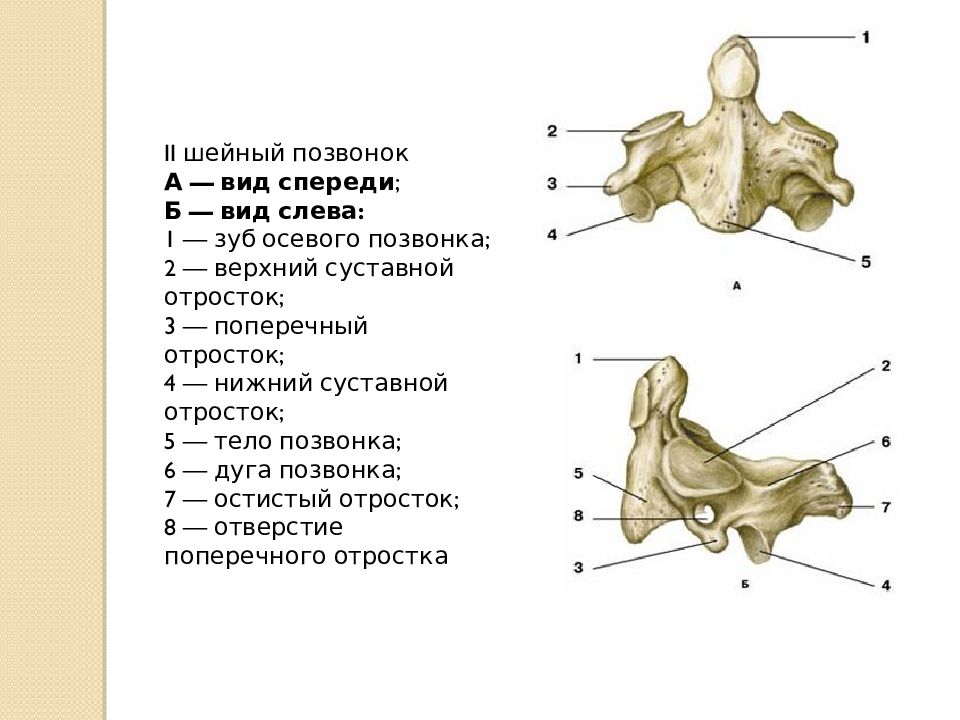 Нижний суставной отросток