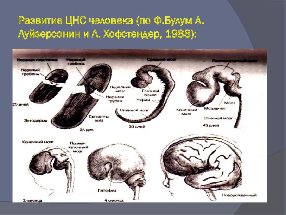 Формирование нервной системы