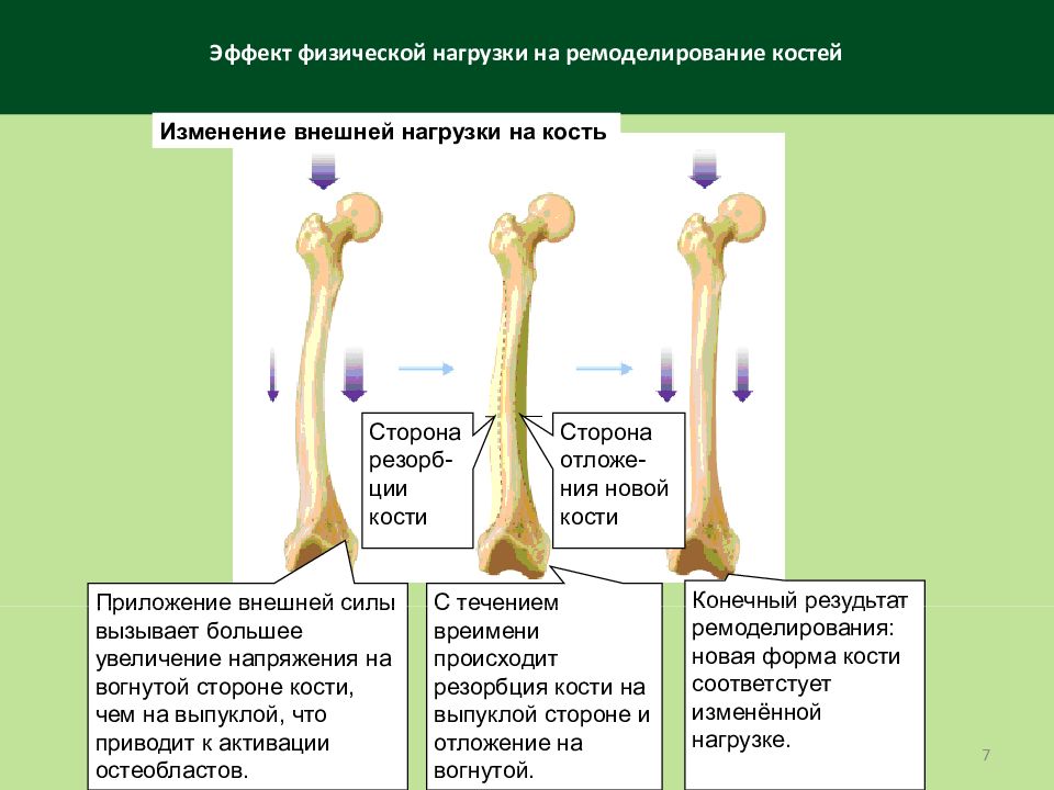 Исследование свойств кости