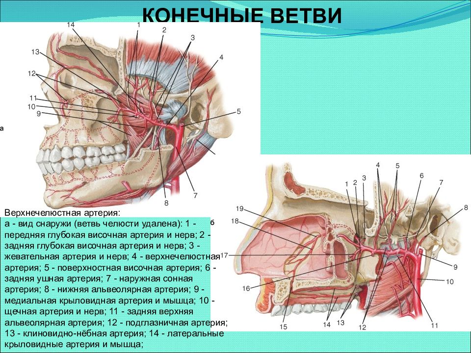 Верхнечелюстная артерия презентация