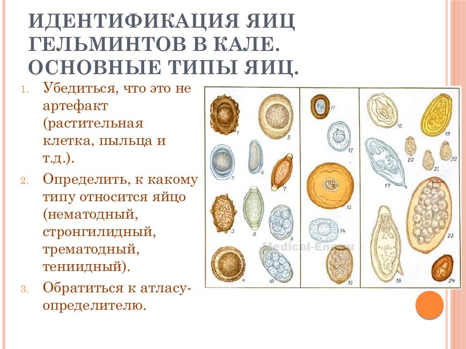 Результаты яйца глистов