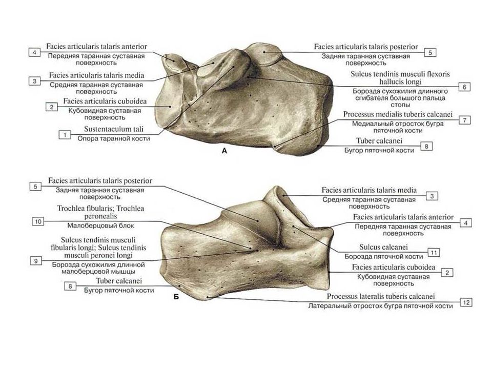 Facies medialis dentium incisivorum et caninorum