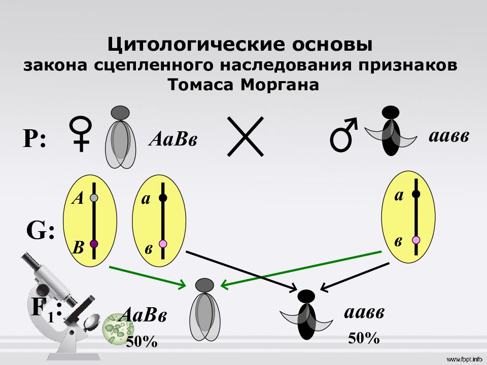 Томас морган презентация