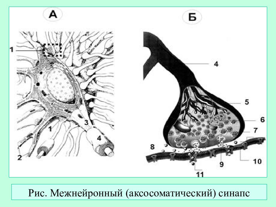 Установите соответствие виды синапсов межнейронные. Схема строения межнейронного синапса. Межнейронный синапс гистология. Аксосоматический синапс. Строение межнейронального синапса.