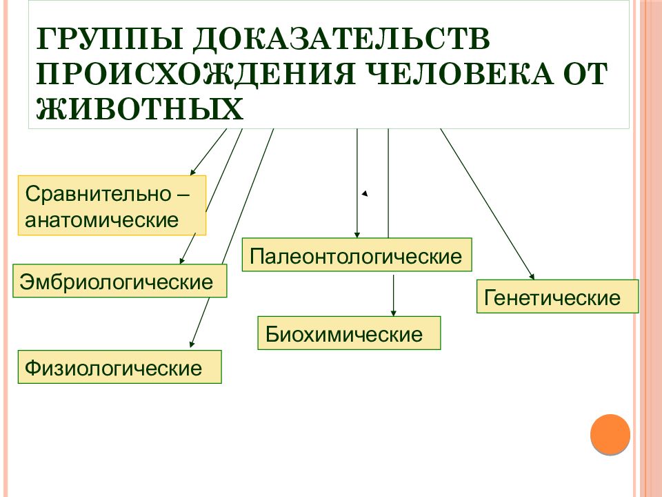 Какая группа доказательств эволюции. Основные доказательства животного происхождения человека. Таблица: 