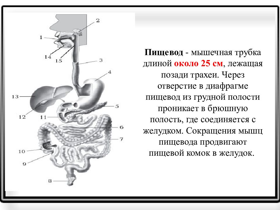 Пищевод в брюшной полости. Пищевод это мышечная трубка. Пищеварительная система пищевод. Мышцы пищевода.