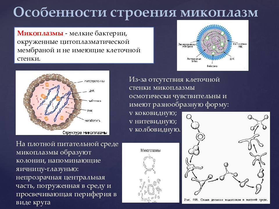 Отсутствие клеточной стенки. Микоплазма микробиология строение. Микоплазмы строение микробиология. Микоплазм микробиология. Микоплазмы микробиология морфология.