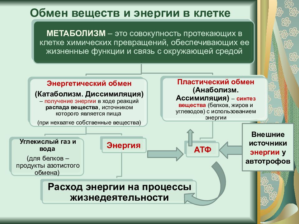 Презентация по теме энергетический обмен