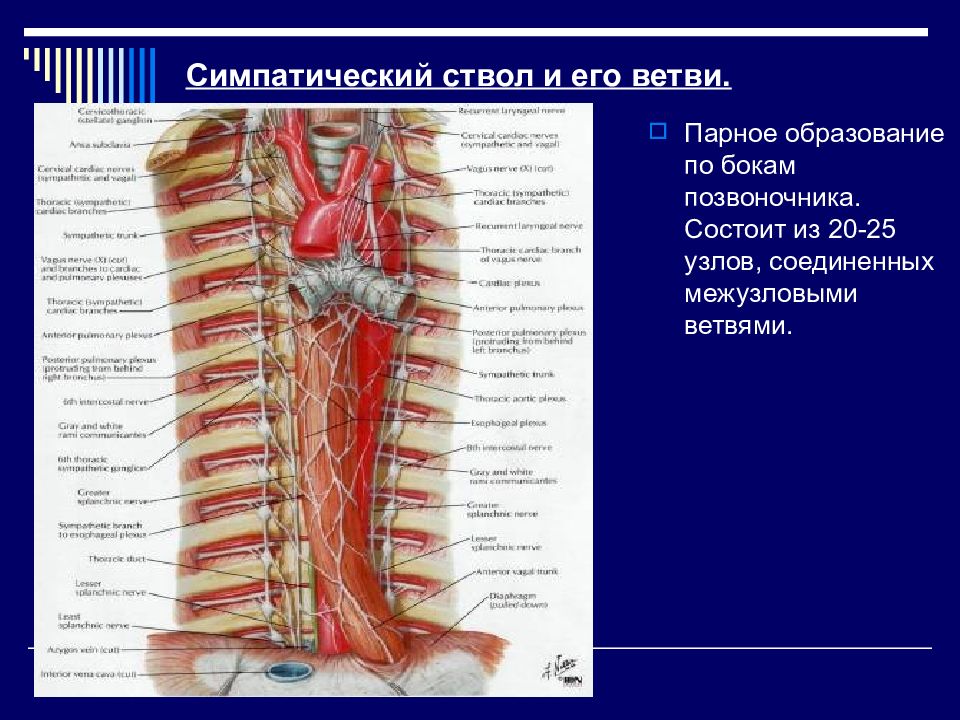 Ветви шейного отдела симпатического ствола