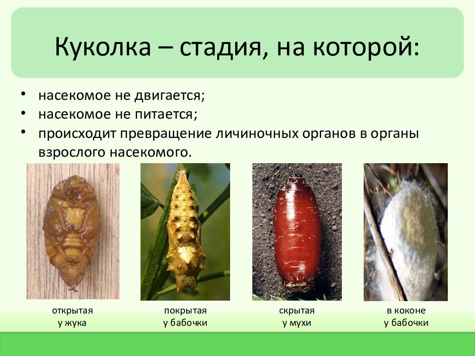 Презентация стадии развития насекомых