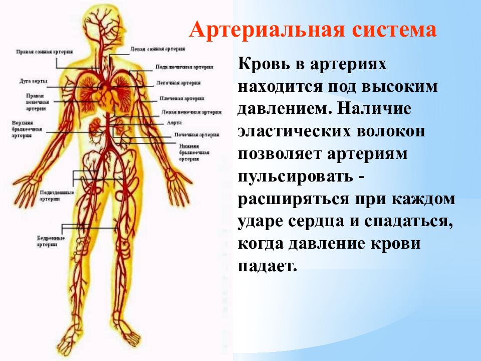 Какую функцию выполняет артерия в процессе кровообращения