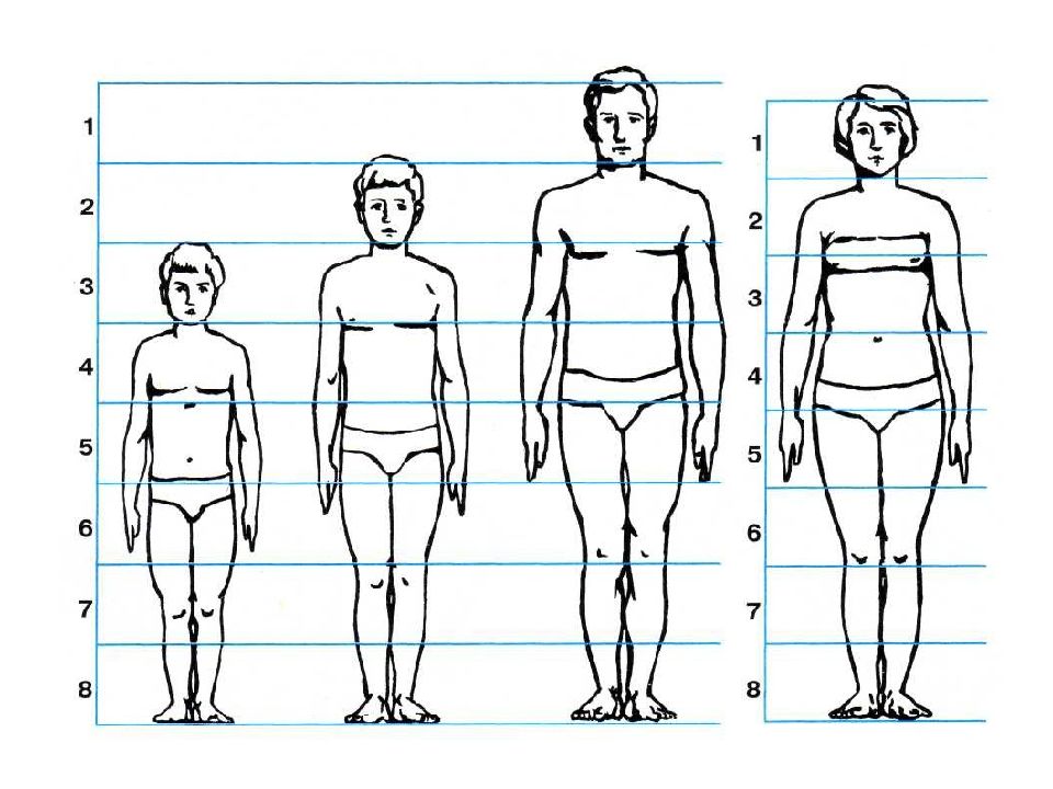 Учимся рисовать человеческие пропорции
