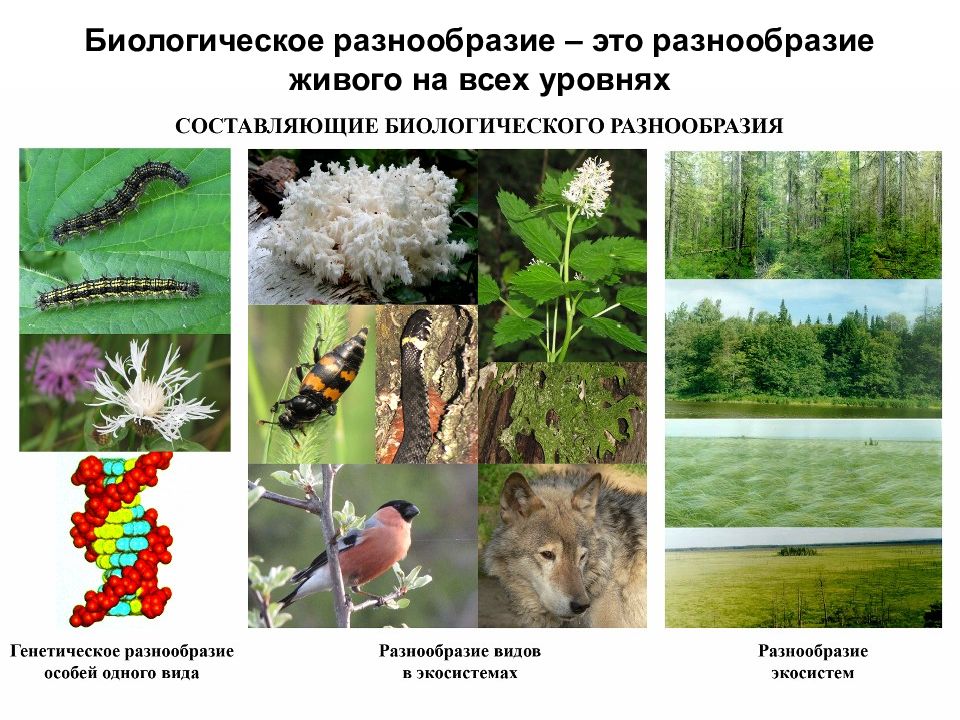Многообразие биологических видов. Биологическое разнообразие. Роль биоразнообразия. Сохранение биоразнообразия. Биологическое разнообразие генетическое.
