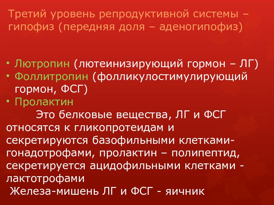Менструальный цикл Третий уровень репродуктивной системы – гипофиз (передняя доля – аденогипофиз )