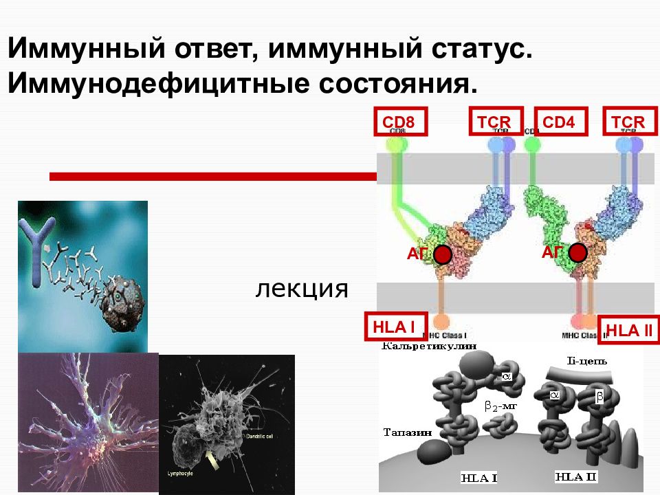 Иммунный ответ, иммунный статус. Иммунодефицитные состояния.