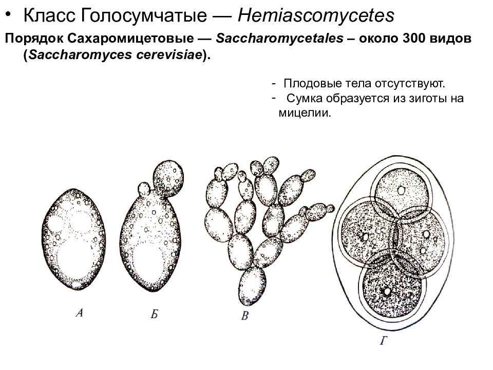 Эволюция грибов схема